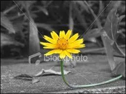 Dans ''Le Petit Jardin'' de Jacques Dutronc, l'homme qui passe porte au revers de son veston une fleur...