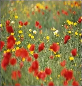 ''Elle écoute pousser les fleurs / Au milieu du bruit des moteurs / Avec de l'eau de pluie / Et du parfum d'encens / Elle voyage de temps en temps''