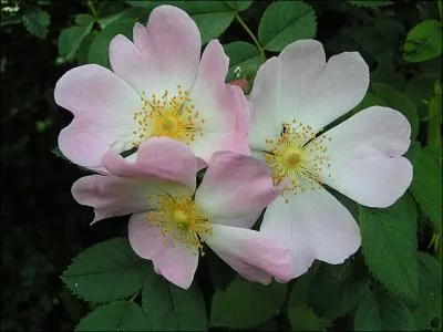 Dans ''Siffler sur la colline'' , une fille avait demandé à Joe Dassin de l'attendre avec un petit bouquet...