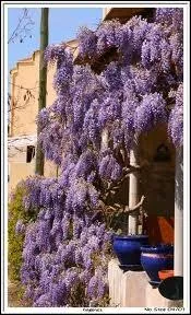 Ouh ! il était remonté Serge Lama quand il racontait les amours contrariées entre cousins/cousines dans sa chanson...