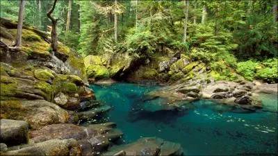 Pour son film  La Plante des singes, les origines , Rupert Wyatt dcida de tourner ...