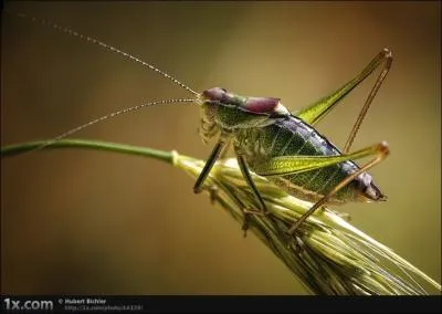 Pour le tournage de son film  Microcosmos, le peuple de l'herbe , Jacques Perrin dcida de privilgier ...