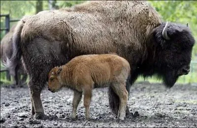 Pour le tournage de son film  Danse avec les loups , Kevin Cosner privilgia ...