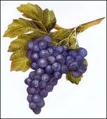Du raisin :