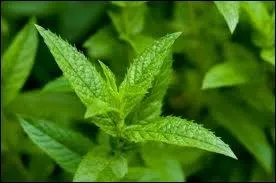 Une sauce  la menthe :