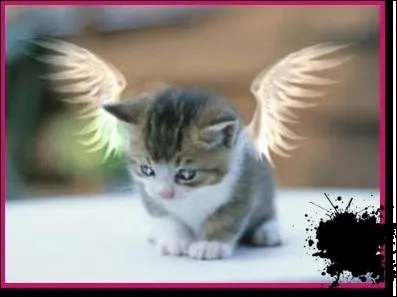 Dans quelle pi�ce de Moli�re peut-on entendre Agn�s dire :  Le petit chat est mort  ?