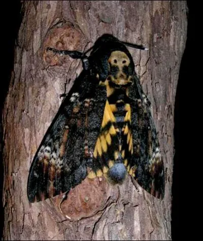 Ce papillon est un sphingid�. C'est le seul papillon au monde capable d'�mettre un cri, qui ressemble � celui de la souris. Quel est son nom ?