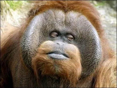 Pour en voir un, il n'y a pas trente-six solutions, direction ...