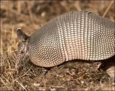 Dans quel pays pouvez-vous voir cet animal ?