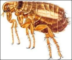 Ce mot désigne un habitant d'un pays ou d'une région mais aussi un chien de très grande taille. S'il vous attaque, vous avez envie de devenir escargot, taupe... voire puce !