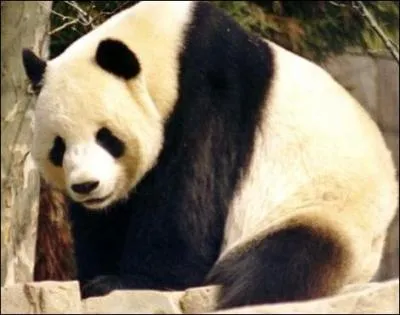 Le panda est aussi en danger dans son pays d'origine !