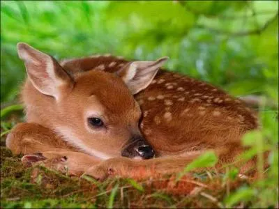 C'est le bb de la biche et du cerf, comment s'appelle-t-il ?