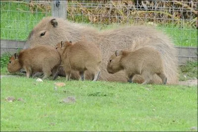 C'est le plus gros rongeur du monde, il vit en Amrique latine !