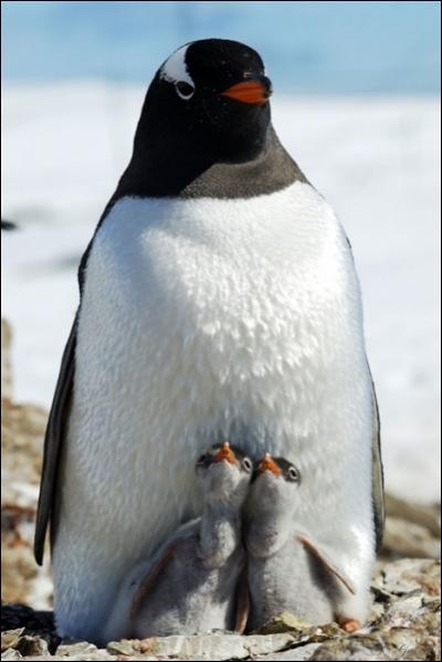 Cet oiseau s'appelle le pingouin !
