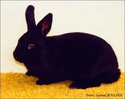Quelle est cette race de lapin ?