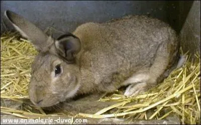 Quelle est cette race de lapin ?