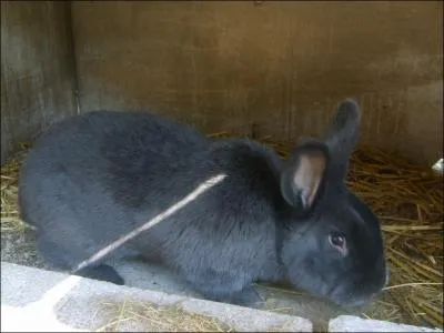 Quelle est cette race de lapin ?