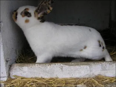 Quelle est cette race de lapin ?
