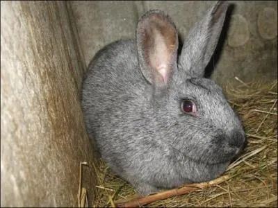 Quelle est cette race de lapin ?