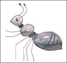 Comment traduit-on  une fourmi  ?