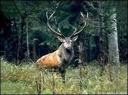 Quel est le mot anglais pour  cerf  ?