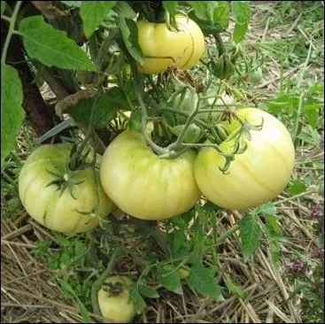 Cette varit ancienne originaire du canada produit en abondance de gros fruits (250 g) ronds lgrement aplatis de couleur blanc crme ... .