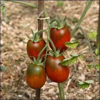 Une varit ancienne originaire de Russie qui sonne de petits fruits ( 30 g ) de forme allonge runis en grappes. Chair de couleur rouge brun trs fonce ... .