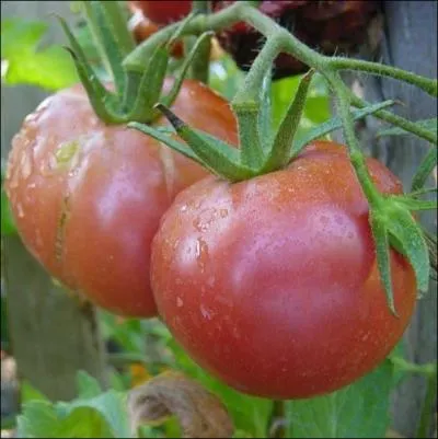 Varit ancienne adapte aux rgions  climats frais . Ses fruits roses (120  150 g) ont une chair douce, trs parfume et trs juteuse ... .