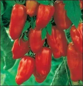 Varit ancienne d'origine italienne aux fruits trs allongs, charnus de couleur rouge vif. Chair savoureuse et ferme comportant peu de ppins ... .