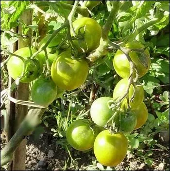 Cette tomate rcente issue du croisement de varit anciennes est la seule tomate cerise verte. Chair ferme et juteuse de saveur douce lgrement pice ... .