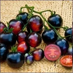 C'est la premire varit de tomate  contenir des anthocyanes, un antioxydant aux teintes bleutes. Elle produit des fruits de type cocktail, qui virent au rouge-violet  maturit... .