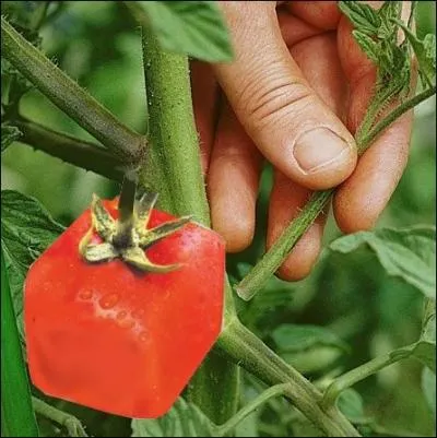 La tomate carre existe... . . Je l'ai rencontre !