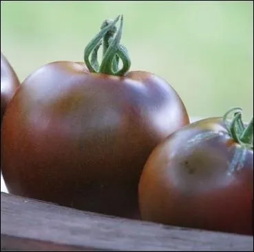 Cette varit ancienne possde des fruits brun en fin de saison . Trs juteuse, sa chair est remarquable de douceur, sans aucune pointe d'acidit ... .