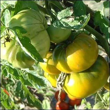 Superbe varit qui produit de gros fruits ronds et ctels  la peau vert ambre. Chair de couleur meraude trs ferme et de bonne saveur ... .