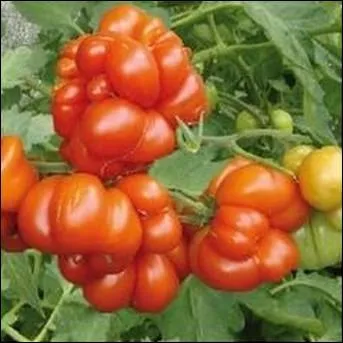 Etonnante varit aux fruits difformes pouvant se dtacher facilement sans abmer le reste du fruit . Chair paisse, juteuse et sucre ... .