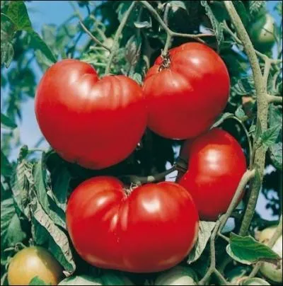 Varit franaise qui a l'avantage de produire en abondance des fruits pesant plus de 200 g. Sa chaire est ferme et parfume ... .