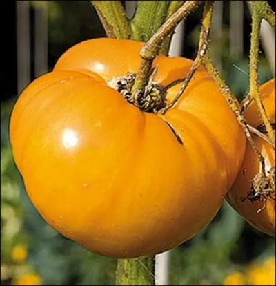 Cette trs ancienne varit se distingue par ses fruits de grosse taille ( 400 g, dpassant parfois le kilo) jaune orang. Chair trs ferme jaune veine de rouge ... .