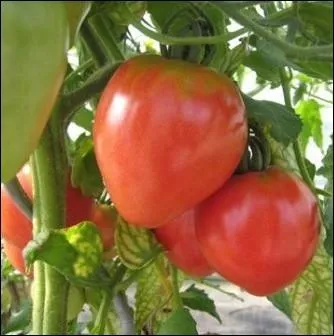 Belle varit ancienne, qui produit beaucoup de fruits rouges ross en forme de coeur,  la chair pleine et trs savoureuse ... .