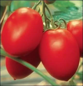 Cette varit aux grappes de fruits allongs  la chair charnue et d'excellente qualit gustative convient pour les salades ... .