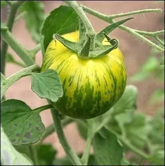 Varit d'obtention rcente aux superbes fruits de taille moyenne  l'piderme vert stris de jaune vert clair et  la chair vert meraude, dense et juteuse ... .