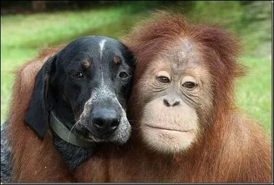 Dans le film  Doux, dur et dingue , quel acteur accompagne l'orang-outan ?