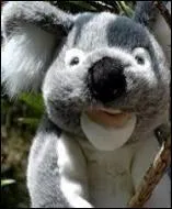 Comment s'appelle-t-il ?