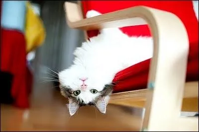 Un petit moment de bonheur, ce peut tre...