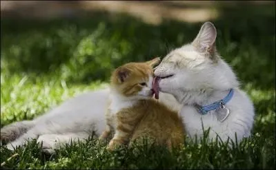 Un petit moment de bonheur, ce peut tre...