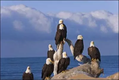 Aux Etats-Unis, ils sont symboliques !