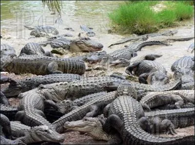 Cet animal vit en Floride !