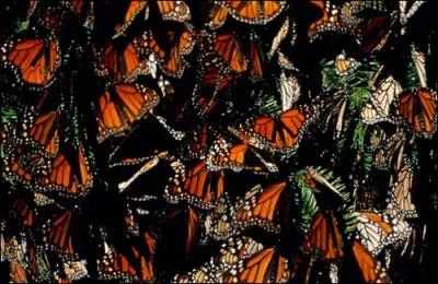 Ils se rassemblent avant d'effectuer leur migration !