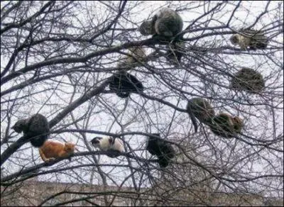 Identifiez ces animaux, perchs dans cet arbre !