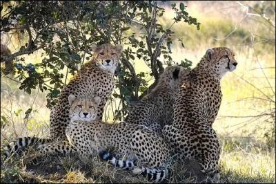 Sprinters des plaines africaines !