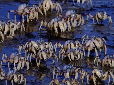 Bizarres ces animaux, bien sr que non, ce sont des ...